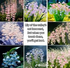 Types Of Flowers Aesthetic, Fairy Flowers Aesthetic, Pretty Plants Aesthetic, Fantasy Flower Names, Ethereal Aesthetic Flowers, Flowers Fairycore, Flower Meanings