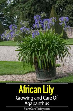 a large potted plant sitting in the middle of a garden