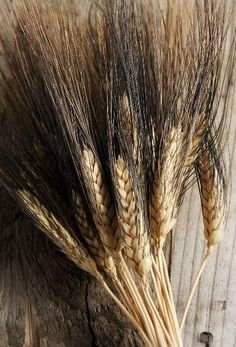 Buy Online High quality and Fresh Wheat Black - Greenchoice Flowers Wheat Bundle, Black Beard, Black Beards, Wheat Grass, Flower Ideas, Holy Communion, How To Preserve Flowers, Fall Flowers, South Of France