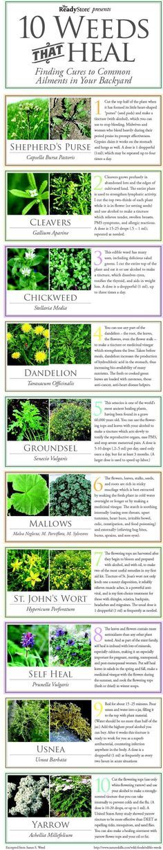 Outdoors Tips? Who knew weeds were good for something? | Check out these 10 weeds and their healing properties #SurvivalLife http://SurvivalLife.com نباتات منزلية, Healing Plants, Edible Plants, Healing Herbs, Camping Survival, Medicinal Herbs, Survival Tips, Medicinal Plants