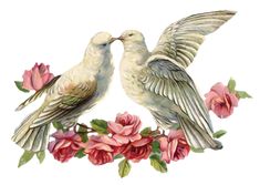 two white doves with pink flowers and green leaves on a branch, one is kissing the other