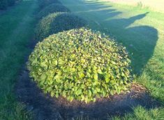 a bush with green leaves is in the middle of a grassy area next to a sidewalk