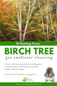 the front cover of birch tree for environmental cleaning