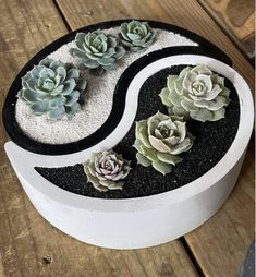 a white and black planter with succulents in it