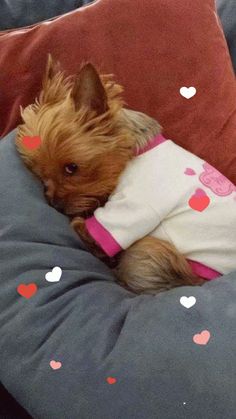 a small brown dog laying on top of a gray and pink pillow covered in hearts