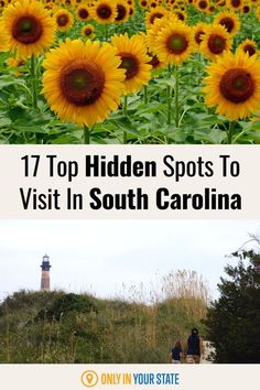 sunflowers with the words 17 top hidden spots to visit in south carolina on it