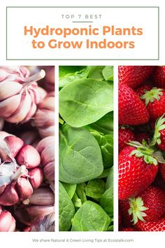 best hydroponic plants to grow indoors Best Plants For Hydroponic Gardening, Indoor Aquaponics Aquarium, Best Hydroponic Plants Indoor Gardening, Hydroponic Gardening For Beginners Indoors, Easy Hydroponic Garden, What Can You Grow Hydroponically, Diy Hydroponic Garden Indoor, Hydroponic Fruit, Hydroponic Gardening Indoor