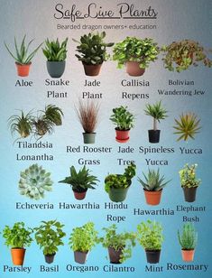 a poster showing different types of house plants