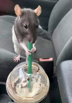 a rat sitting on top of a car seat holding a green object in its mouth