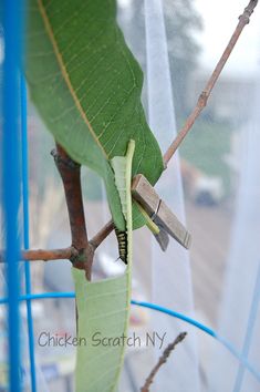 a close up of a green leaf on a branch with scissors stuck to it, in front of a mesh curtain