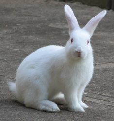 a white rabbit is sitting on the ground