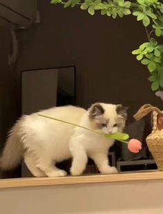 a white cat playing with a toy on top of a shelf next to a potted plant