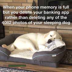 a white dog laying on top of a bed in front of a fireplace with a pillow