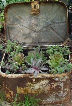 an old suitcase with plants growing inside