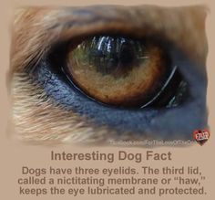 a dog's eye with the caption interesting dog fact