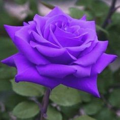 a purple rose with green leaves in the background