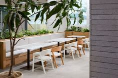 an indoor dining area with tables and chairs, potted plants on the side wall