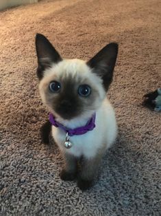 a siamese cat with blue eyes sitting on the floor looking up at the camera