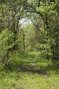 a dirt road surrounded by trees and grass