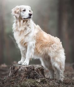 a white and brown dog standing on top of a tree stump