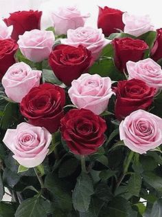 a vase filled with lots of pink and red roses