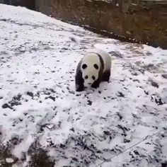 a panda bear is walking in the snow