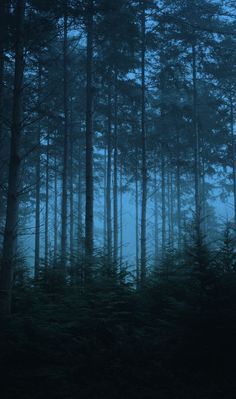 the woods are very dark and foggy at night