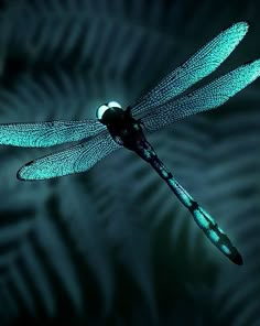 a blue dragonfly sitting on top of a green leafy plant in the dark