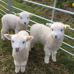 three sheep standing next to each other in front of a fence with the caption, these babies are lambs if you see lamb on a menu or someone is serving lamb - it's baby