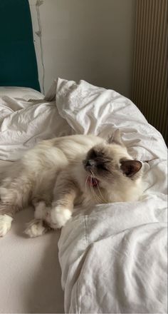 a white cat laying on top of a bed