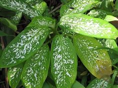 green leaves with white spots on them