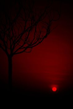 the sun is setting behind a tree with no leaves on it and red sky in the background