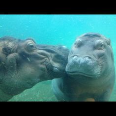 two hippopotamus kissing each other in the water