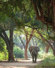 an elephant walking down a dirt road surrounded by trees