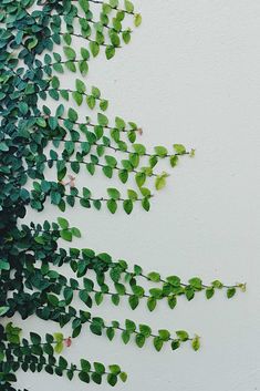 green leaves are growing on the side of a white wall with a clock in it