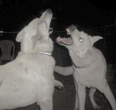 two white dogs playing with each other on the street at night, one has its mouth open