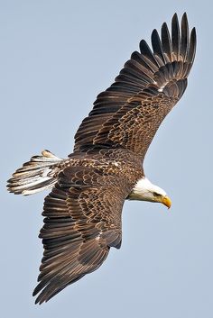 an eagle flying in the sky with its wings spread