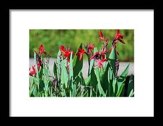 red, canna, flower, nature bloom, blossom, plant, michiale schneider photography