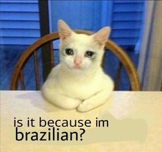 a white cat sitting on top of a wooden chair next to a table with the caption is it because i'm brazilian