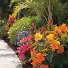 many different colored flowers line the side of a sidewalk in front of some palm trees