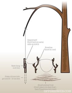 a diagram showing the parts of a tree