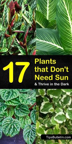 plants that don't need sun and thriving in the dark