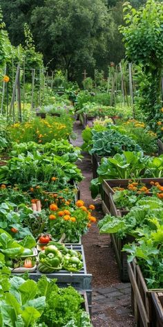 many different types of vegetables are growing in the garden