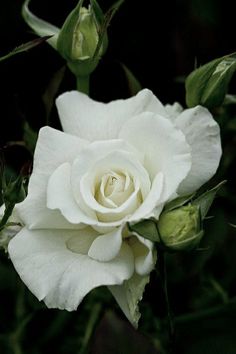 a white rose is blooming in the dark with green leaves and buds around it