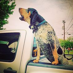 a dog sitting on the back of a pickup truck