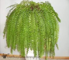 a large green plant in a white vase