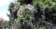 white flowers blooming on the side of a tree in front of a fence and parked cars