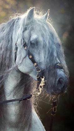 a gray horse with long hair and gold studs