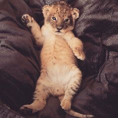 a small lion cub laying on top of a bed covered in brown sheets and blankets