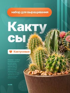 there is a small cactus in the pot on the cover of this brochure